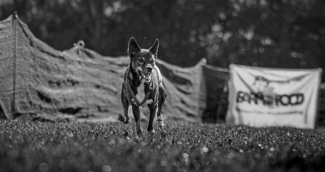 Hoe mijn hond al mijn schaduwkanten spiegelde